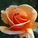 Brandy Rose Photo 10
