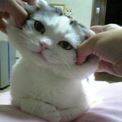 Yin Lin Photo 8