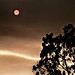 Renee Sherman Photo 22