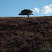 Heather Oaks Photo 11