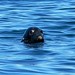Lawrence Seals Photo 26
