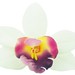 Marie Flowers Photo 10