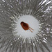 Alison Anderson Photo 8