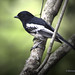 Marlene Bird Photo 16