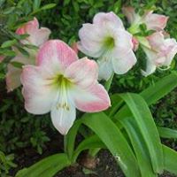 Linda Perdue Photo 26