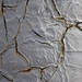 Nancy Ransom Photo 17