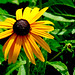 Susan Green Photo 11