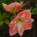 Denise Wolfe Photo 35