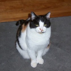 Anne Dodson Photo 8