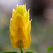 Long Vang Photo 39