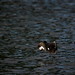 Stephen Bushey Photo 25