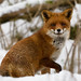 Dennis Fox Photo 55