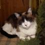 Linda Crouch Photo 24