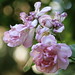 Nell Bloom Photo 8