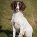 Dexter Springer Photo 7