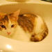 Dawn Sink Photo 6