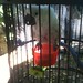 Nancy Parrot Photo 12