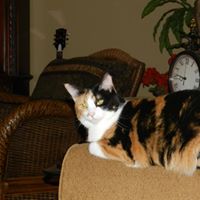 Sharon Unger Photo 9