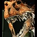 Rex Sharp Photo 6