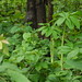 Nan Xu Photo 12