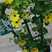 Susan Lemon Photo 18