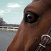 Raymond Chestnut Photo 3