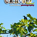 Ronald Crow Photo 28