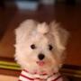 Mindy Lu Photo 5