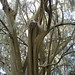 Myrtle Middleton Photo 6