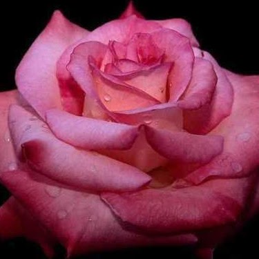Brenda Richards Photo 4