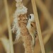 Robin Snipes Photo 3