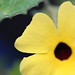 Susan Lemon Photo 16