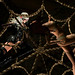 Deborah Bax Photo 6