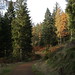 Elizabeth Forest Photo 12