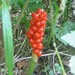 Aaron Plant Photo 7