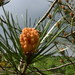 Richard Forest Photo 17