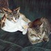 Cheryl Michell Photo 8