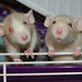 Bob Rogers Photo 25