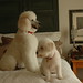 Oliver Elliott Photo 13