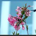 Rosa Bloom Photo 3
