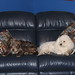 Dexter Murphy Photo 18