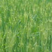 Jamie Wheat Photo 6