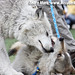 Abraham Wolf Photo 10