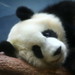 Mei Lan Photo 19