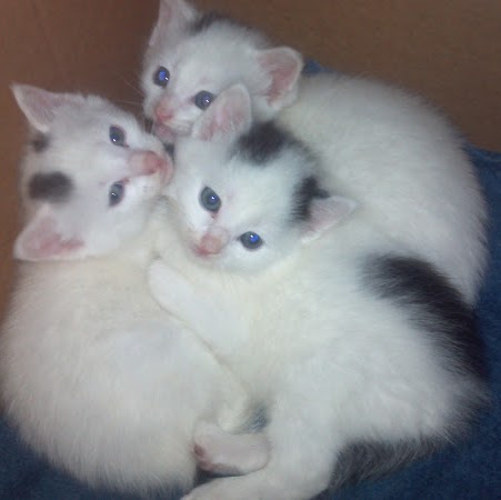 Debra Dobbs Photo 22