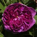 Rosa Mills Photo 14