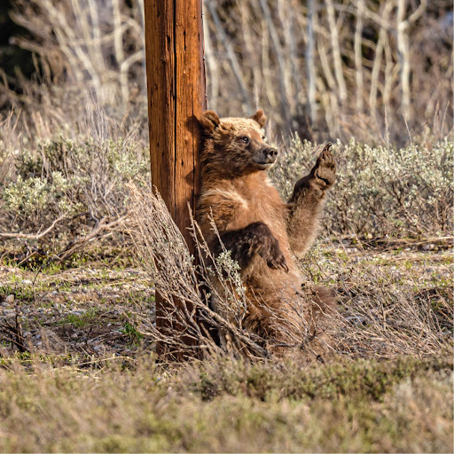 Tom Schultz Photo 19