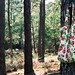Forrest Ashley Photo 11