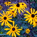 Susan Woolley Photo 17