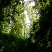 Forest Gaines Photo 6